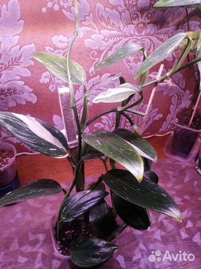 Комнатные цветы