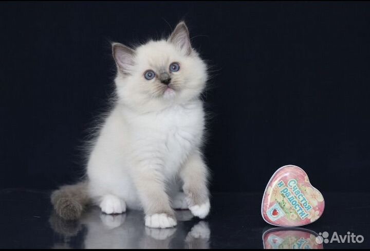 Рэгдолл котята