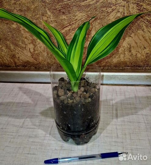 Цветы комнатные