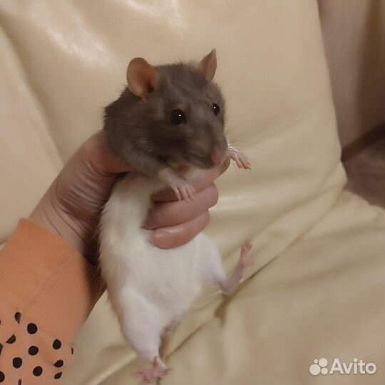 Крыса дамбо с клеткой