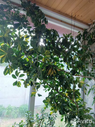 Шефлера вариегатная