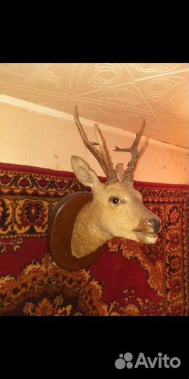 Голова косули