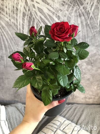 Роза домашняя в горшке,саженцы,комнатные цветы