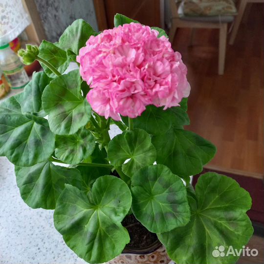 Пеларгония герань сортовая