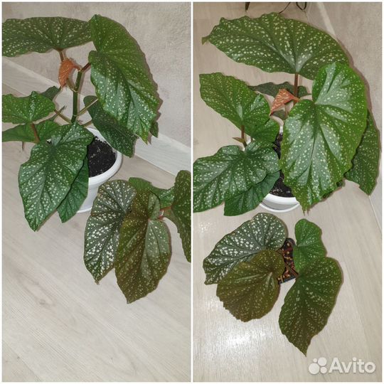 Комнатные растения