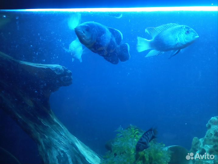 Аквариумные рыбки. Цихлиды