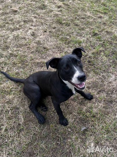 Щенок девочка в добрые руки