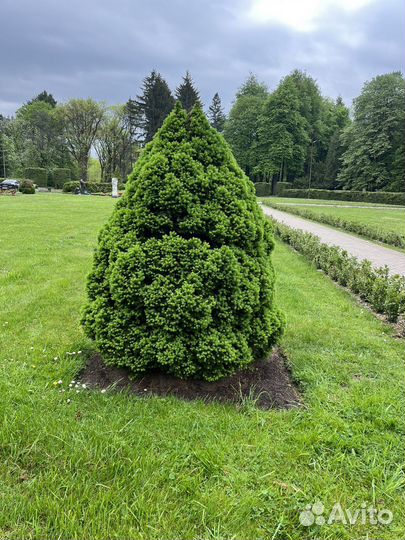 Ель канадская Коника,Дези вайт,Рэйнбоуз Энд