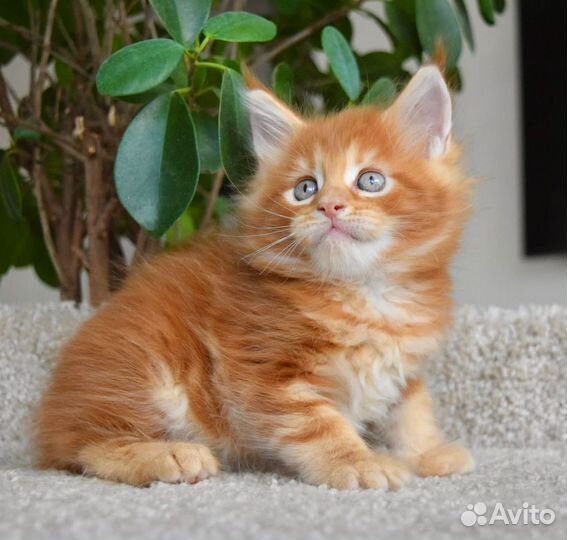 Котята Мейн Кун