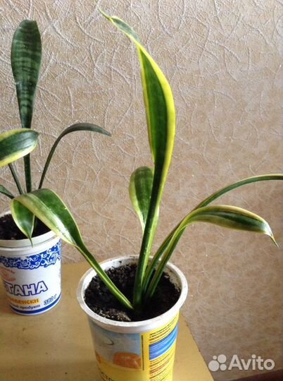 Комнатные растения от