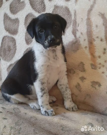 Помесь дракхаара, девочка 2 мес