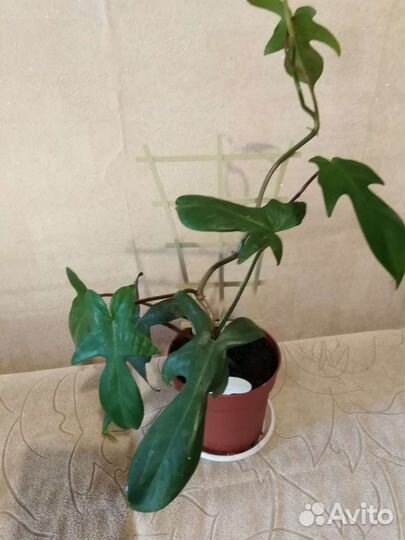 Филодендроны