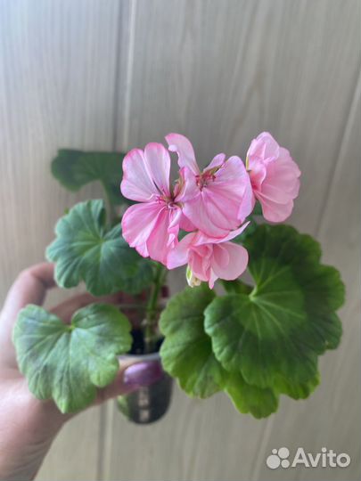 Пеларгония герань