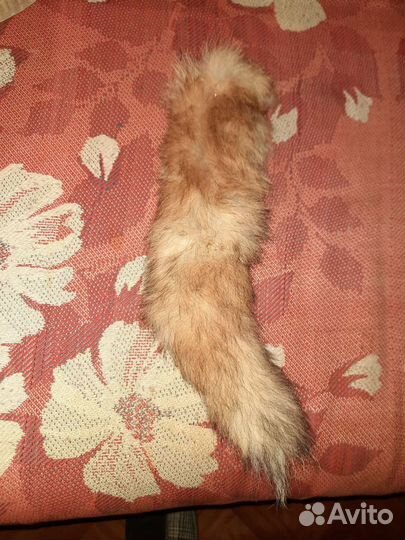 Хвост Лисицы