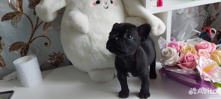 Щенки французского бульдога