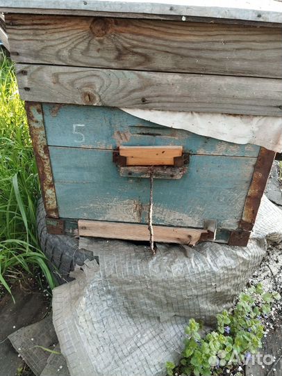 Пчелы и улья