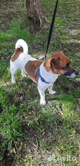 Вязка Джек Рассел Терьер