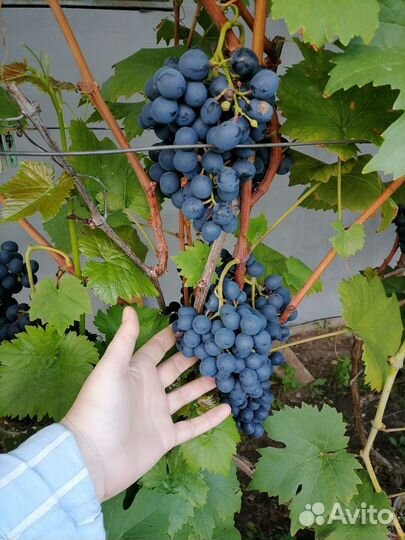 Саженцы винограда