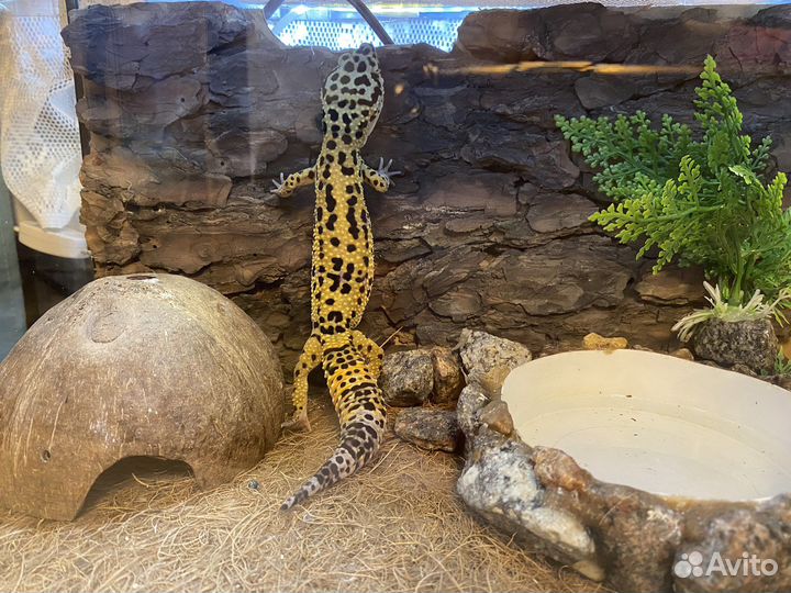 Геккон эублефар