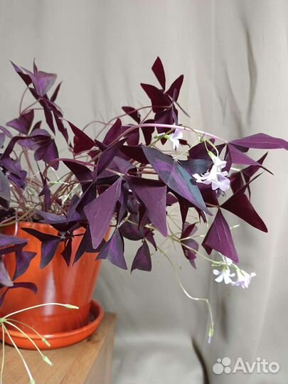 Кислица(Оксалис)