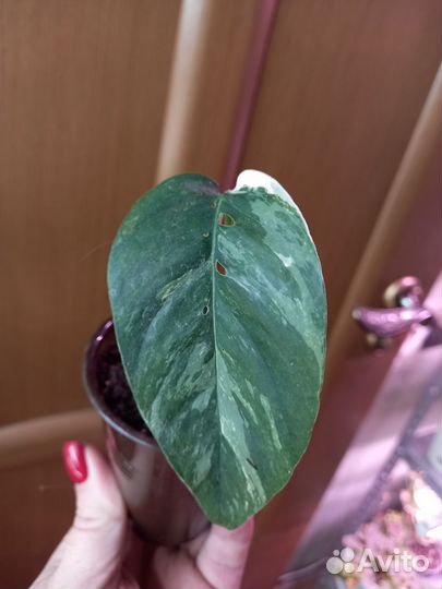 Комнатные растения набор#2