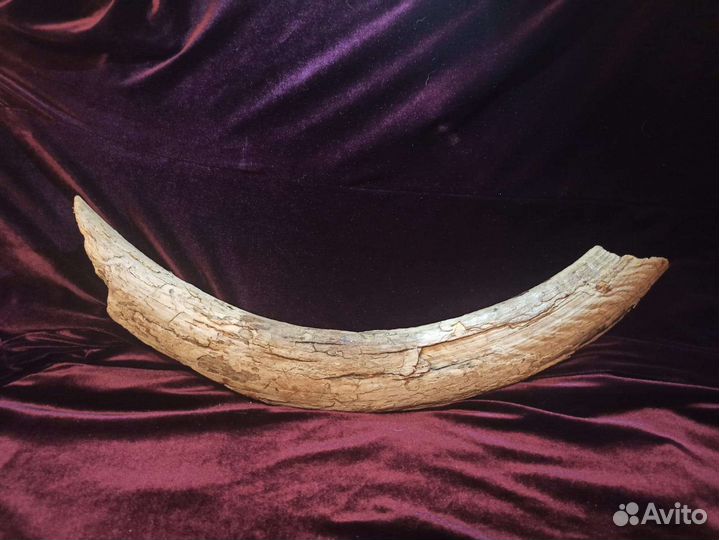 Бивень мамонта раскопки Новгородской области