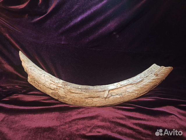 Бивень мамонта раскопки Новгородской области