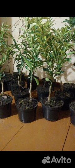 Цитрусовые растения