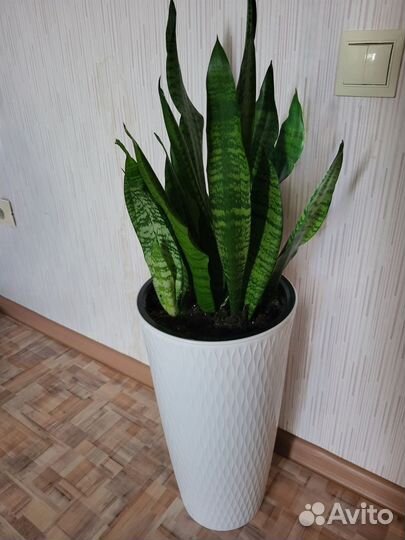 Сансевиерия