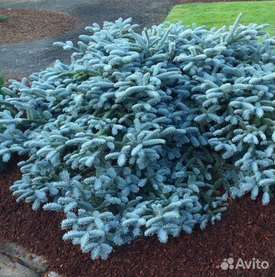 Еловые ветки для укрытия растений