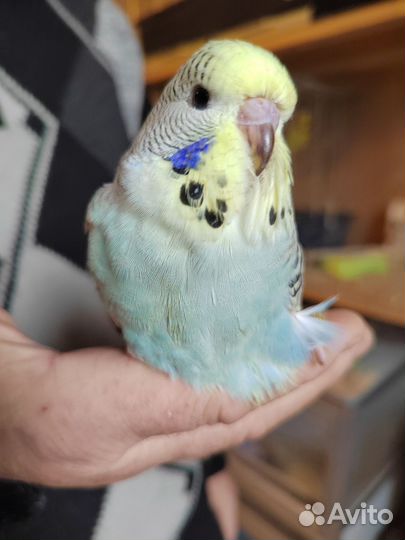 Птенцы ввп чехи