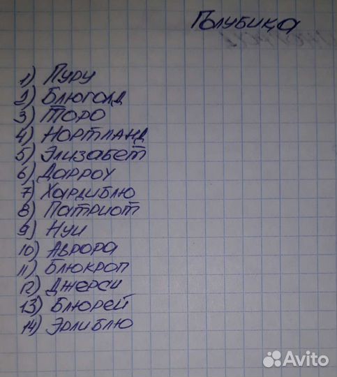 Саженцы голубики