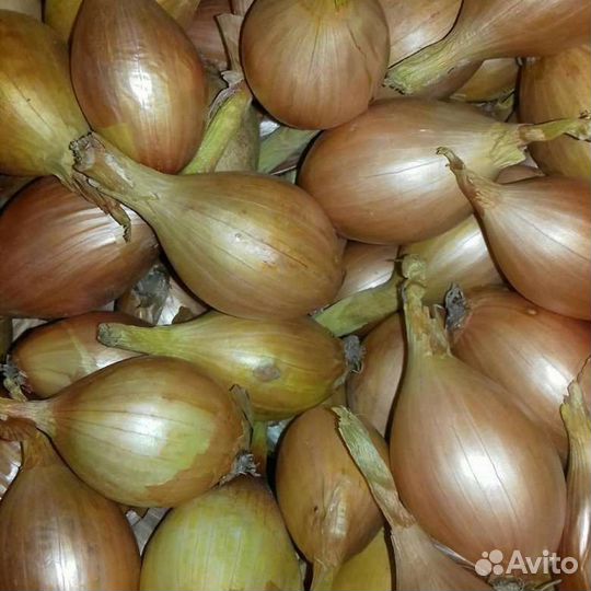 Лук семейный на посадку