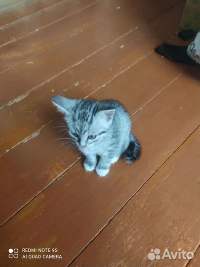 Котенок