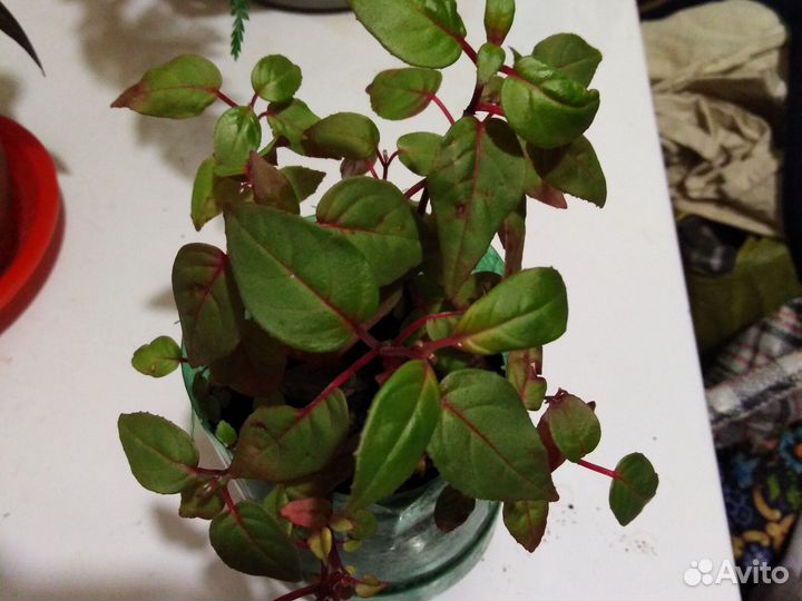 Комнатные цветы