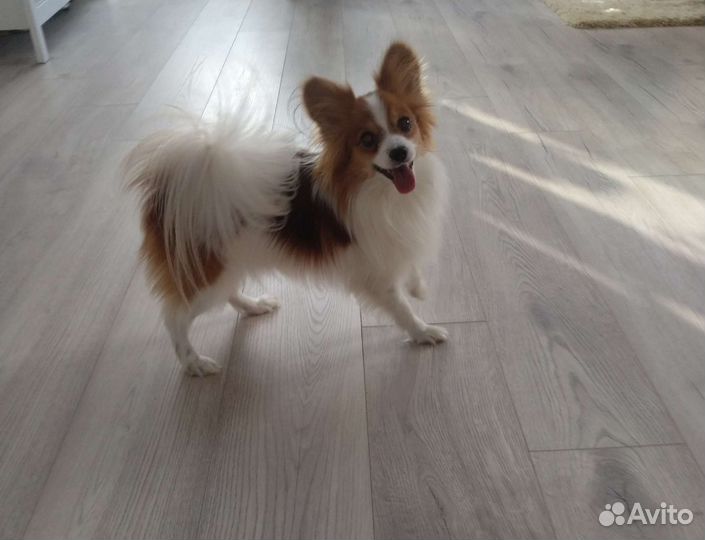 Вязка папийон