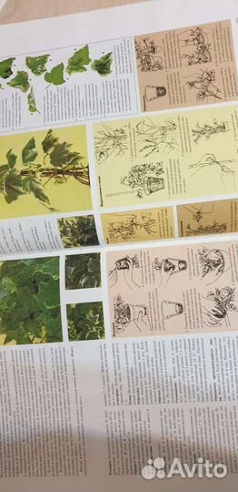 Самые распространенные комнатные растения Лонгман