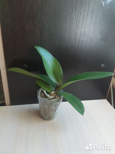 Орхидея фаленопсис