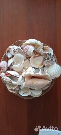 Морские ракушки раковины