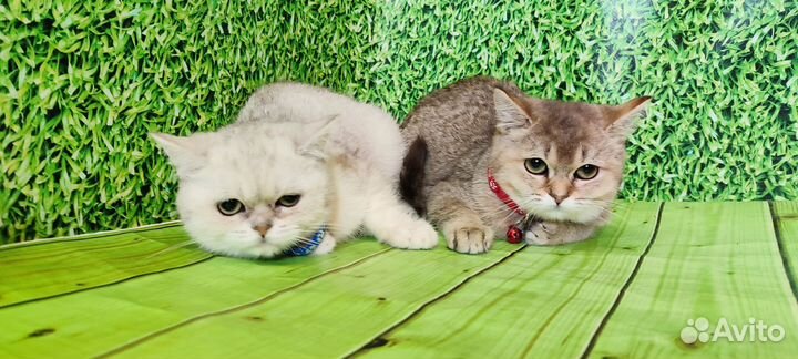 Шотландские котята