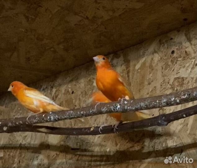 Кенары певчие