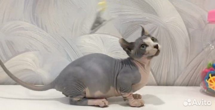 Канадский сфинкс