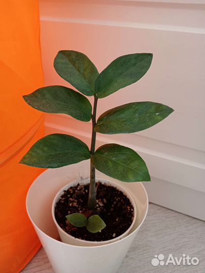 Цветы комнатные