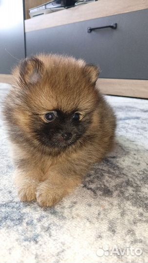 Щенки шпица