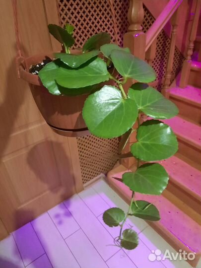 Циссус ротундифолия