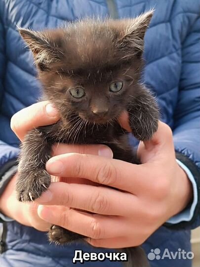 Котята ищут приют