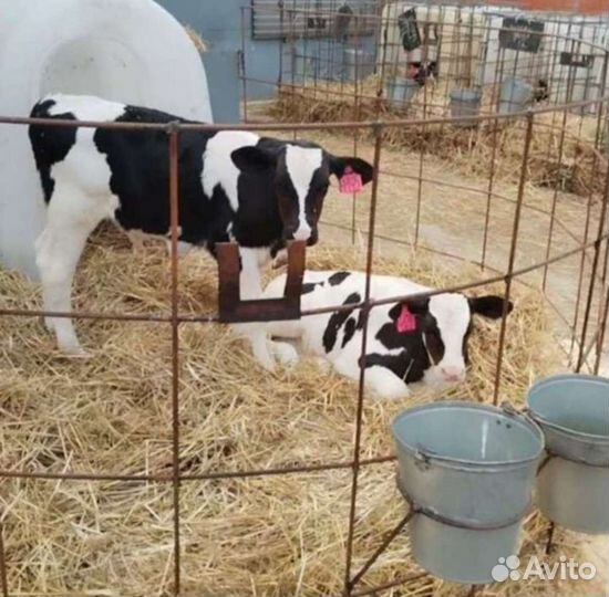 Бычки и телочки