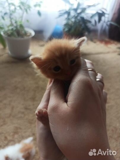 Отдам котят