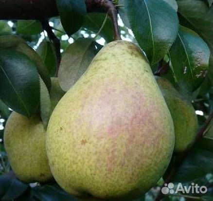 Саженцы груши Памяти Жегалова