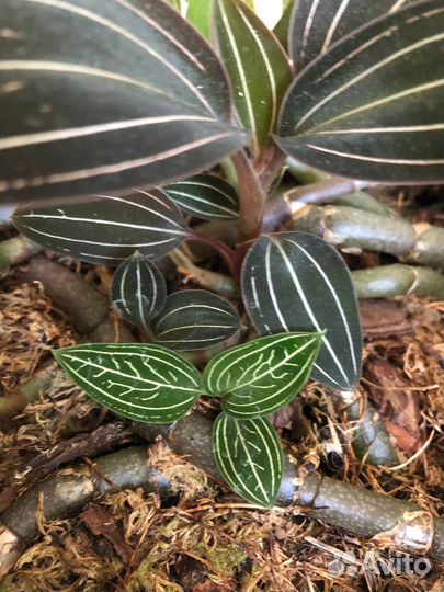 Драгоценные орхидеи